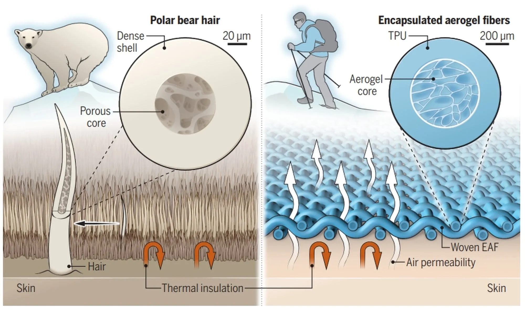 The aerogel fibre mimics the structure of polar bear hairs. Photo: Zhang Xuetong Learning from polar bears, China’s aerogel fibre weaves a way for ultra-thin winter clothing(图1)